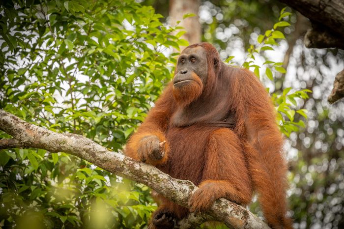 Sebangau National Park Wild Orangutan Tour 4D3N
