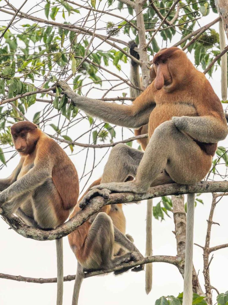 Bekantan in Borneo Kalimantan
