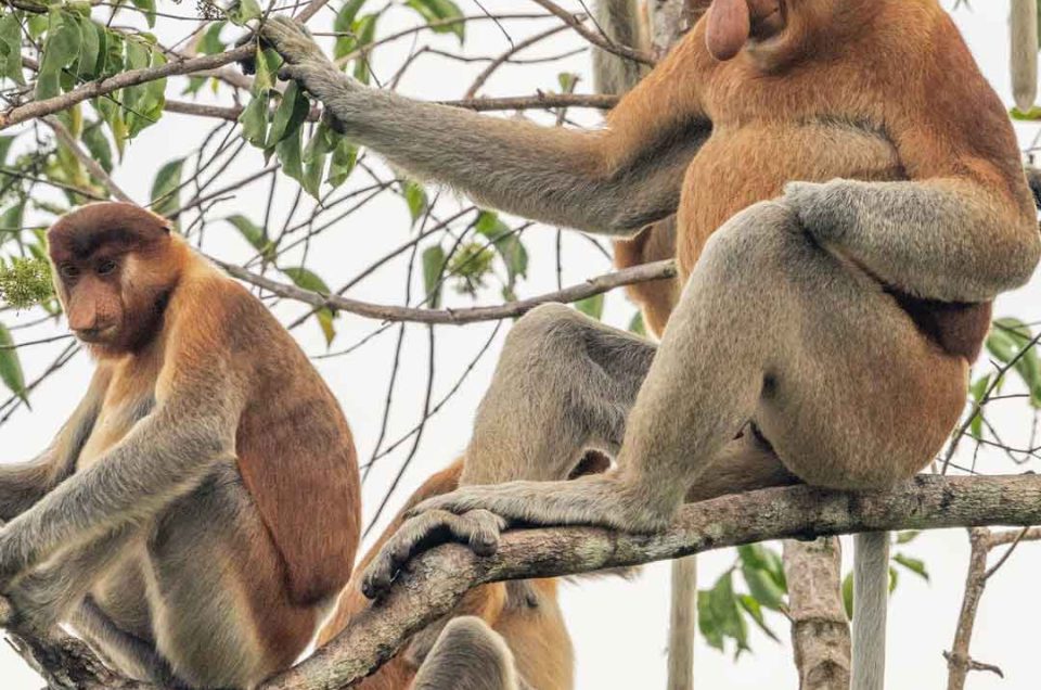 Bekantan in Borneo Kalimantan