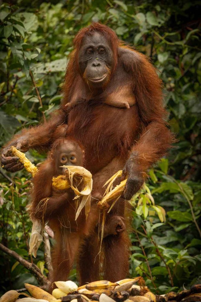 Baby Orang Utan
